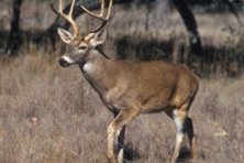 Gran Montería Sierra de Azuaga 2011