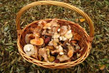 XVIII Jornadas Micológicas Constantina 2014