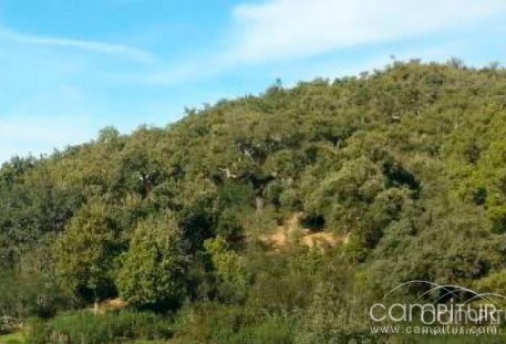 La finca municipal Navalvillar de Constantina acogió una nueva montería 