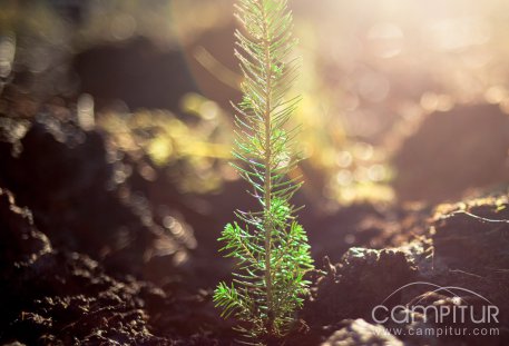 Siembra de pinos en Berlanga 