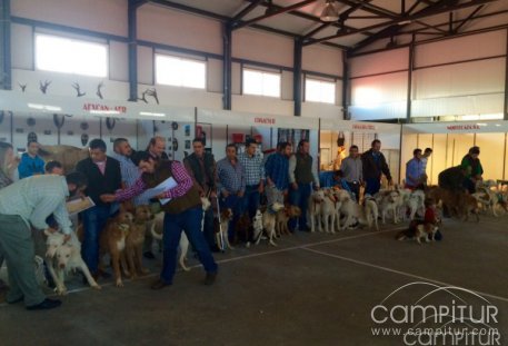 Gran acogida de público e interés en la "I Concentración de rehalas de Extremadura celebrada en Azuaga"
