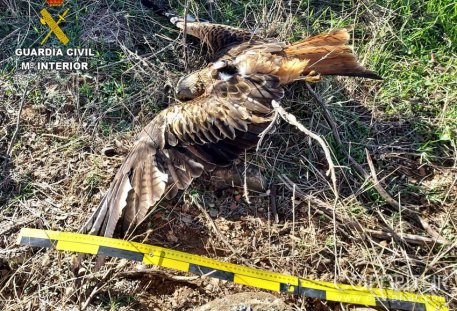 Un vecino de Azuaga investigado por provocar la muerte de dos milanos reales 