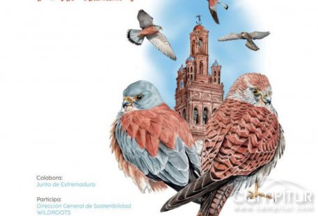Llerena celebra el II Festival del Cernícalo Primilla con rutas guiadas, ponencias y actividades de concienciación
