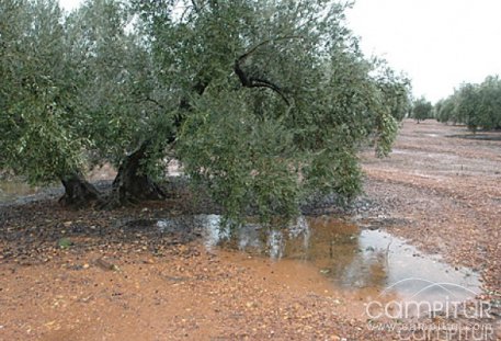 Charla sobre “Problemática: robos aceitunas” en Peraleda del Zaucejo 