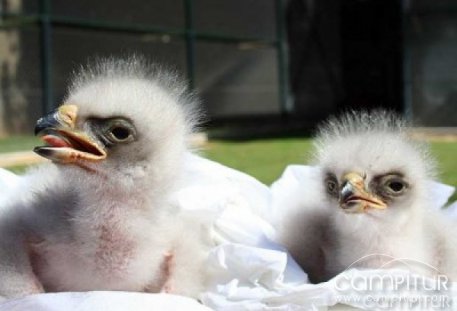 La policía detiene a un vecino de Berlanga por traficar con aves protegidas 
